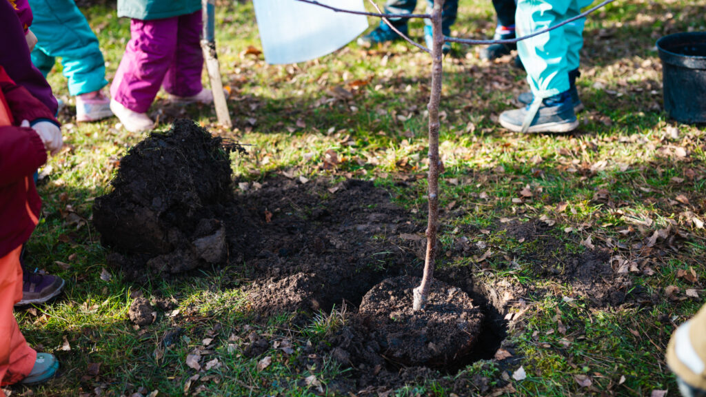 Nahaufnahme eines frisch in ein Loch gesetzten Baumsetzlings mit Wurzelballen auf einer herbstlichen Wiese, umgeben von Erde und den Füßen der zuschauenden Kinder.